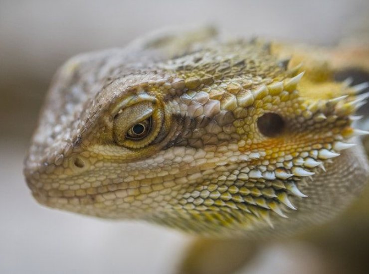 gecko tipo "dragón barbudo"