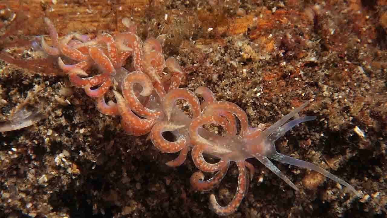 Phyllodesmium Poindimiei