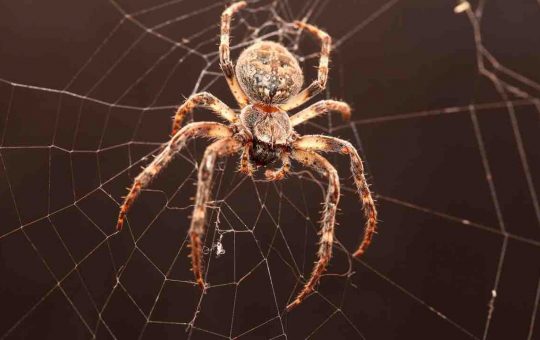 nueva especie de araña